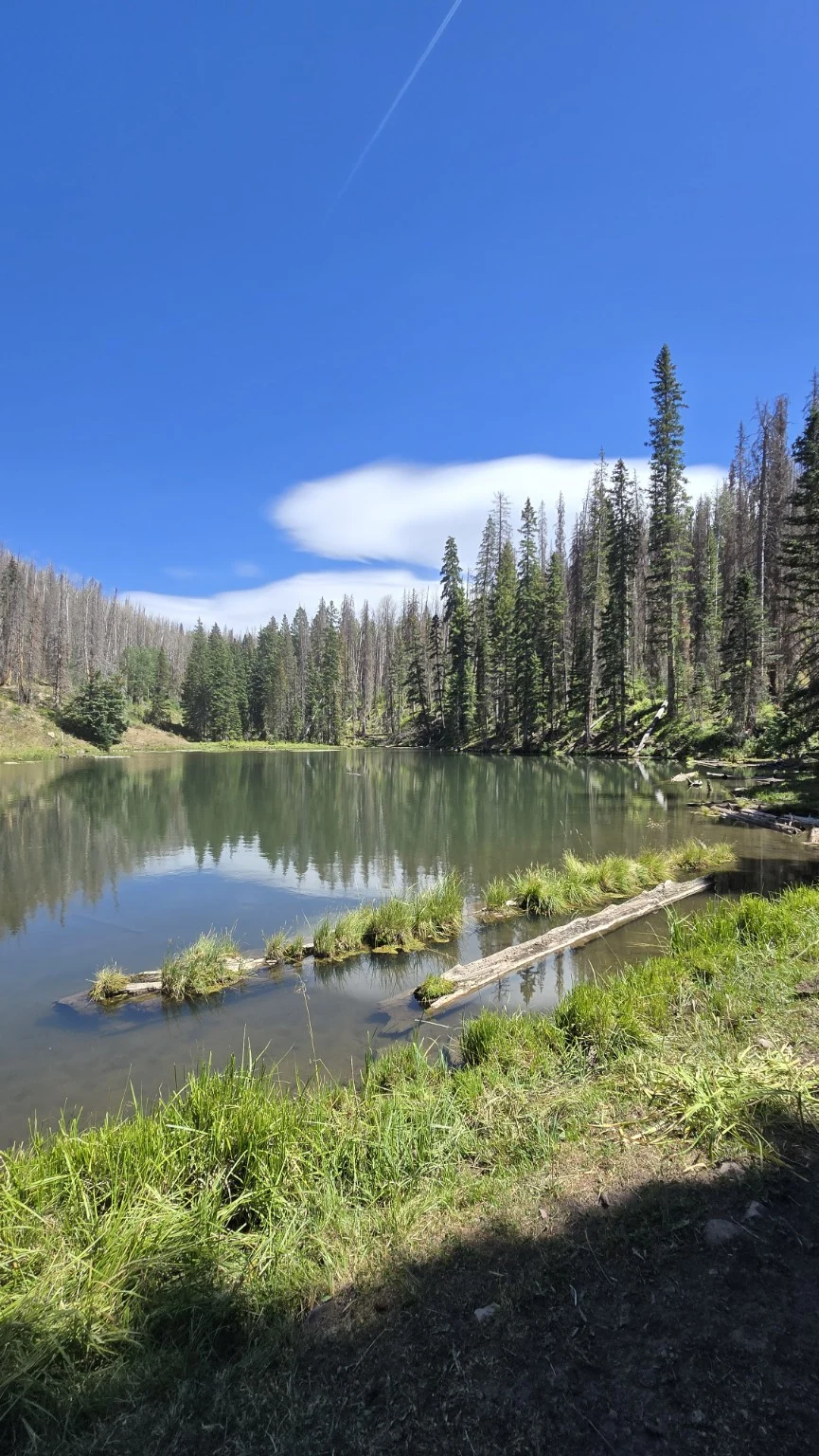 An alpine lake surrounded by pine trees